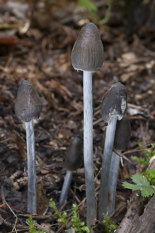 Mycena polygramma